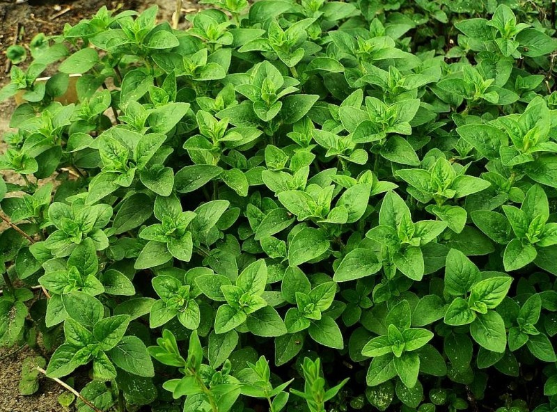 oregano